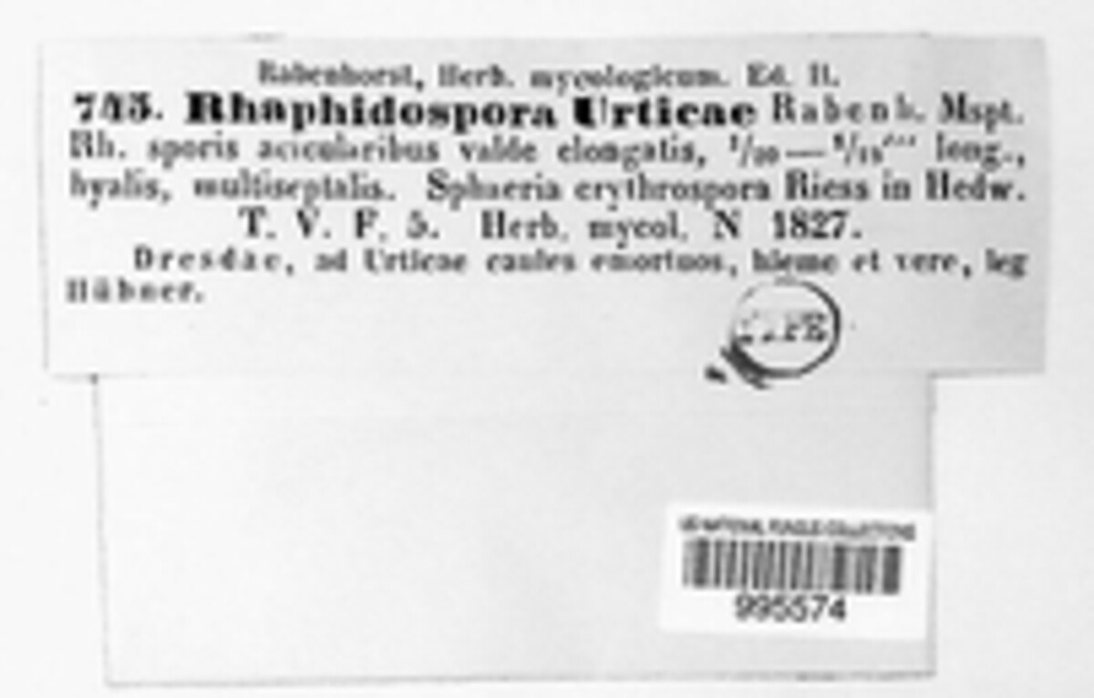 Ophiobolus erythrosporus image